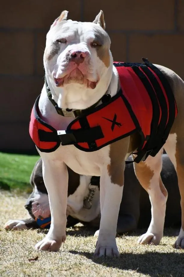 EXERCISE VEST