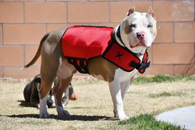 EXERCISE VEST